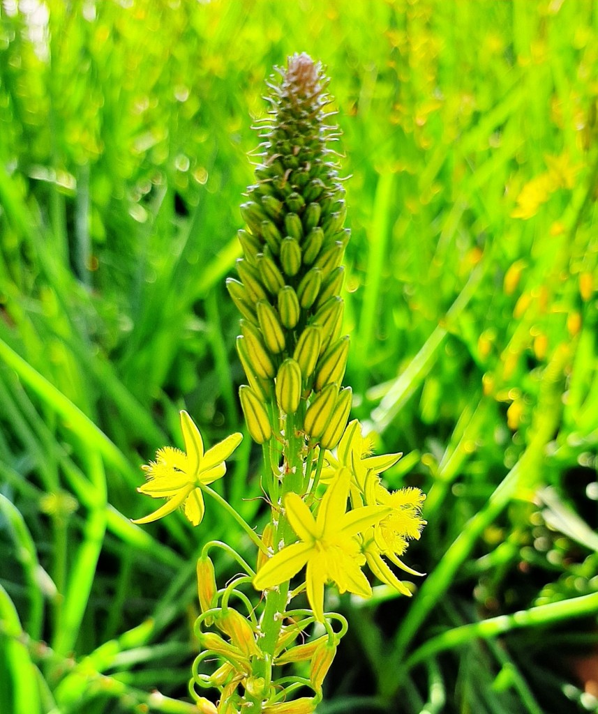 Foto: Flores en la ciudad - Barcelona (Cataluña), España