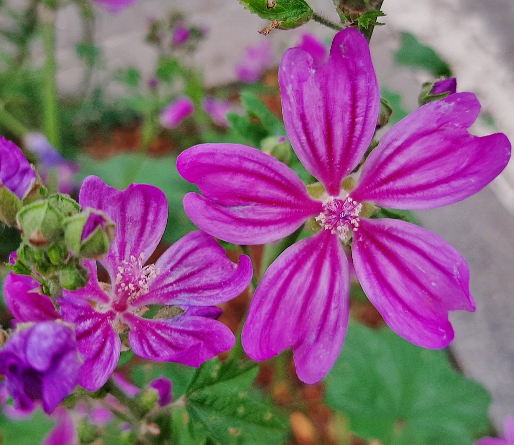 Foto: Flores en la ciudad - Barcelona (Cataluña), España