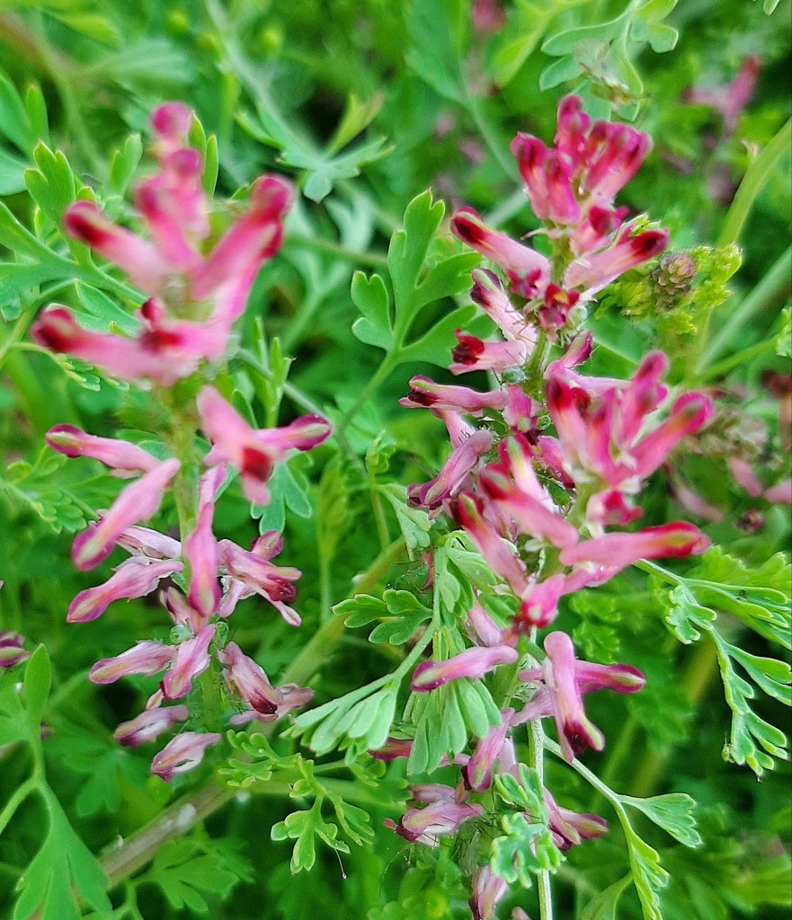 Foto: Flores en la ciudad - Barcelona (Cataluña), España