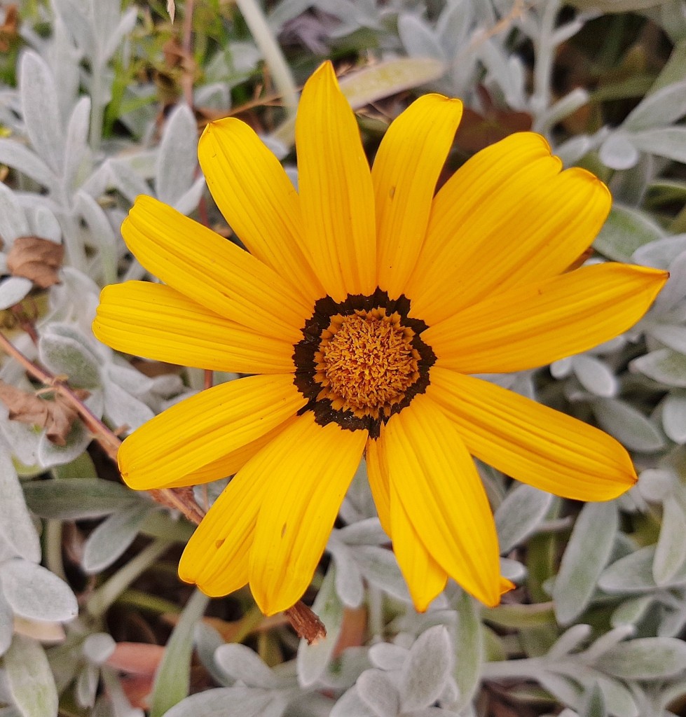 Foto: Flores en la ciudad - Barcelona (Cataluña), España