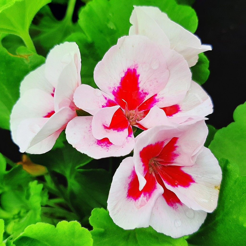 Foto: Flores en la ciudad - Barcelona (Cataluña), España