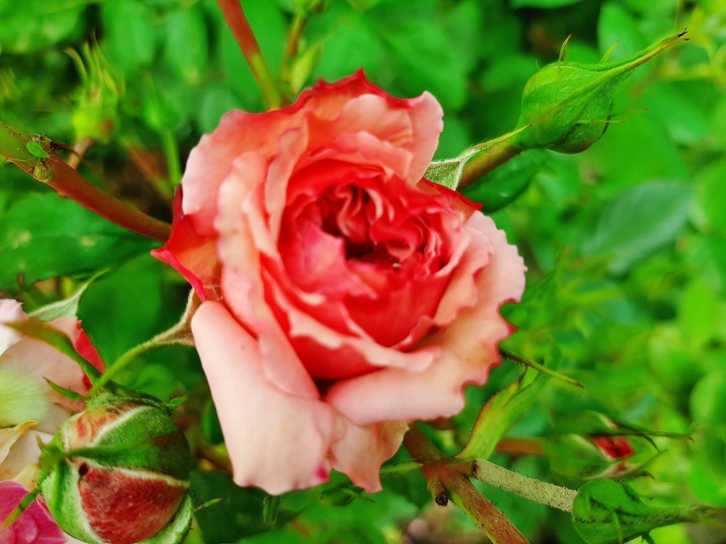 Foto: Flores en la ciudad - Barcelona (Cataluña), España