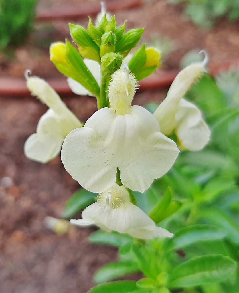 Foto: Flores en la ciudad - Barcelona (Cataluña), España