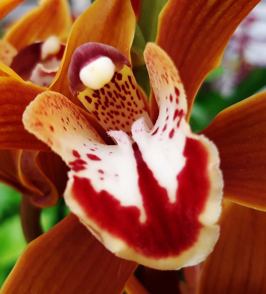 Foto: Flores en la ciudad - Barcelona (Cataluña), España