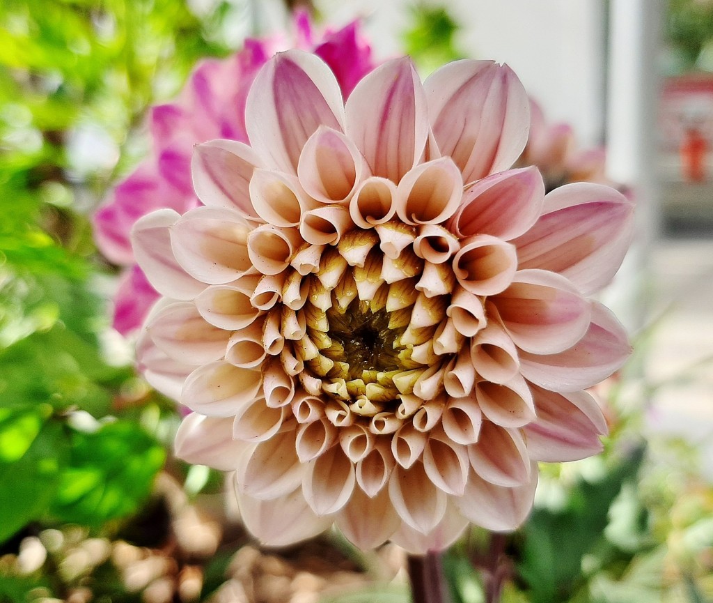 Foto: Flores en la ciudad - Barcelona (Cataluña), España