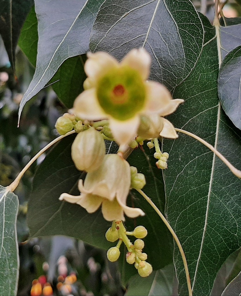 Foto: Flores en la ciudad - Barcelona (Cataluña), España