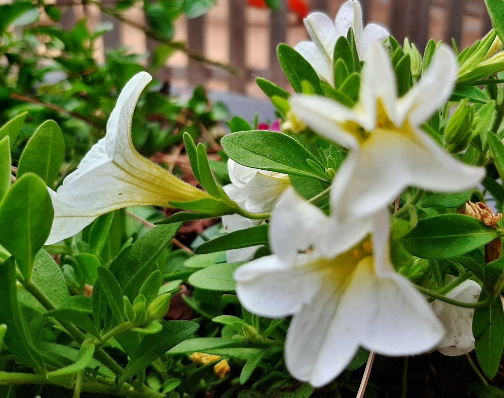 Foto: Flores en la ciudad - Barcelona (Cataluña), España