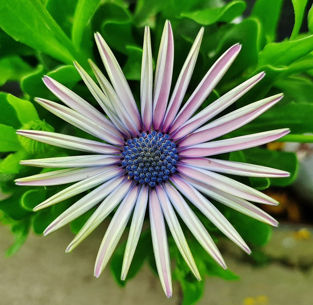 Foto: Flores en la ciudad - Barcelona (Cataluña), España
