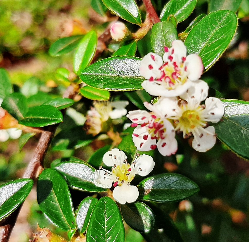 Foto: Flores en la ciudad - Barcelona (Cataluña), España