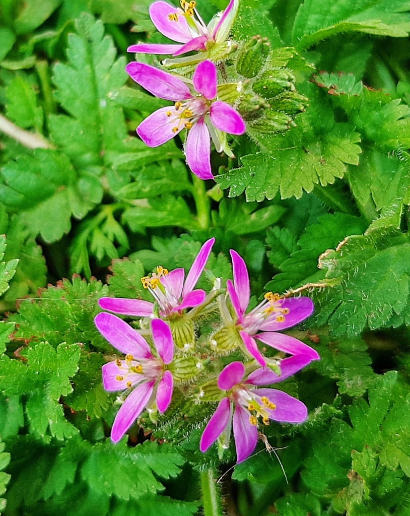 Foto: Flores en la ciudad - Barcelona (Cataluña), España