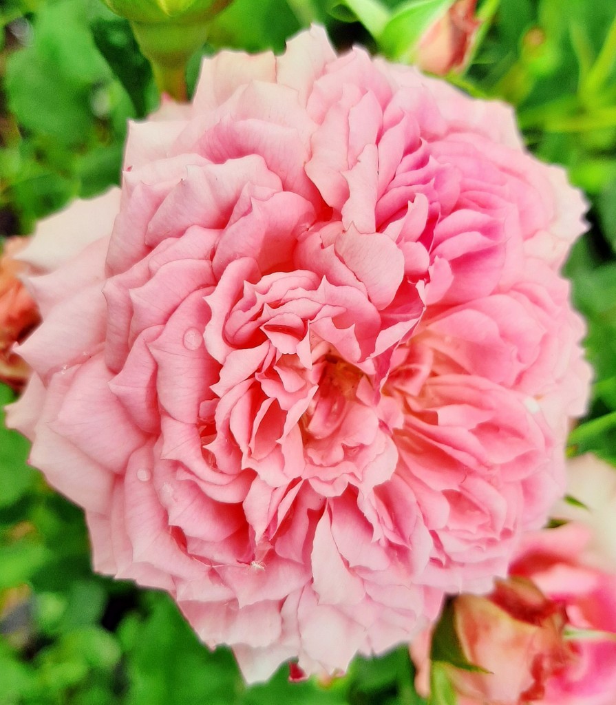 Foto: Flores en la ciudad - Barcelona (Cataluña), España