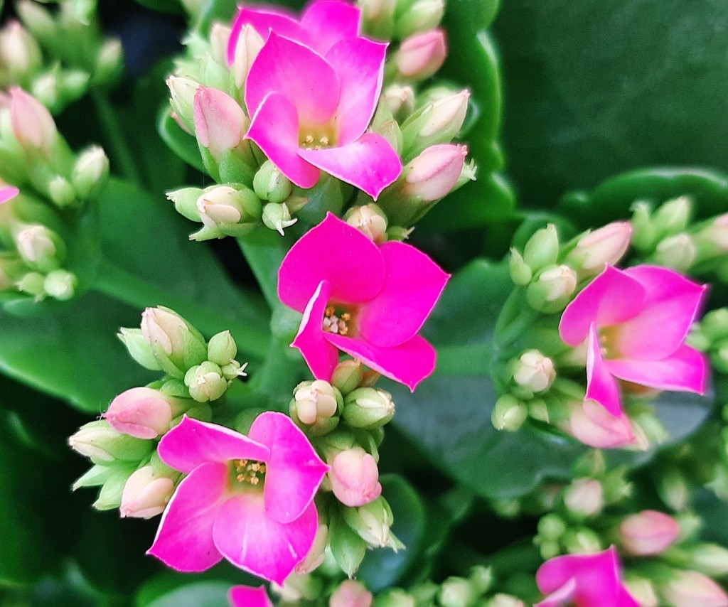 Foto: Flores en la ciudad - Barcelona (Cataluña), España
