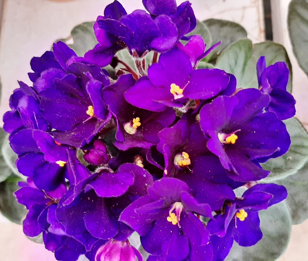 Foto: Flores en la ciudad - Barcelona (Cataluña), España