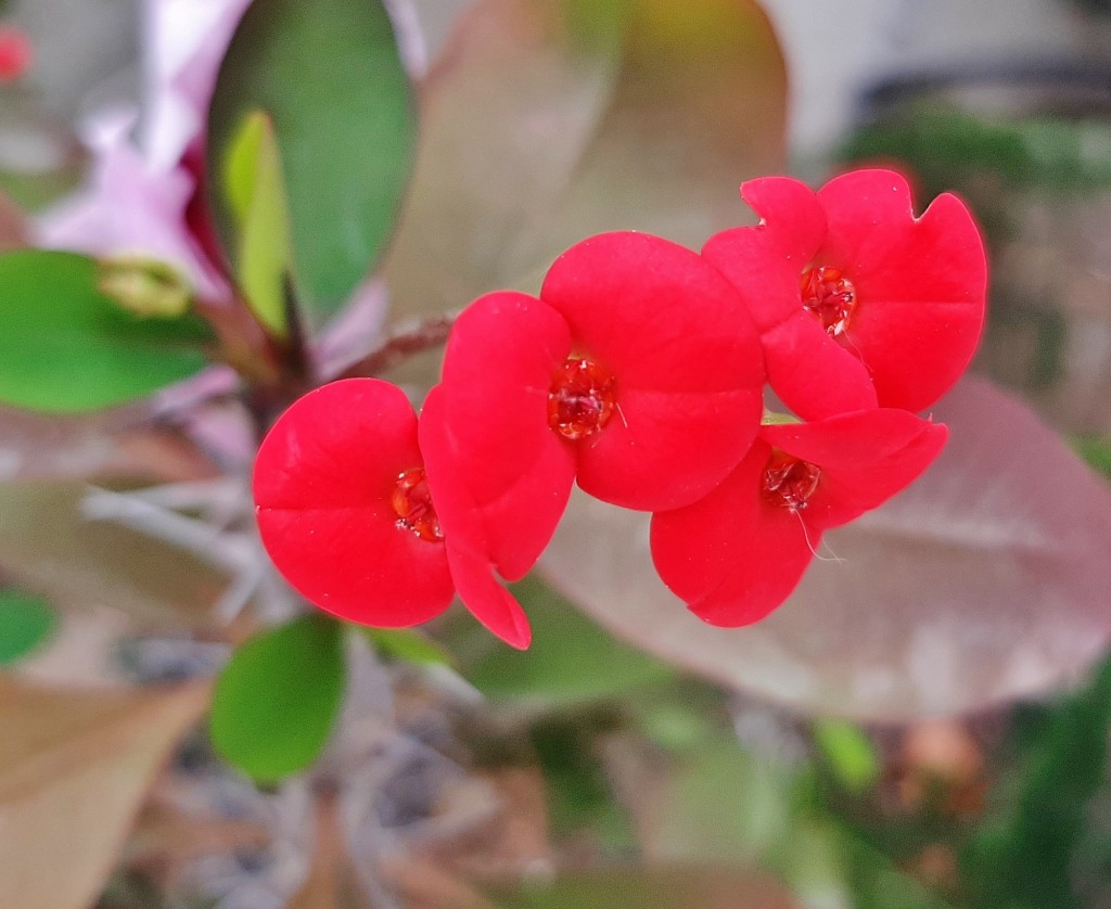 Foto: Flores en la ciudad - Barcelona (Cataluña), España