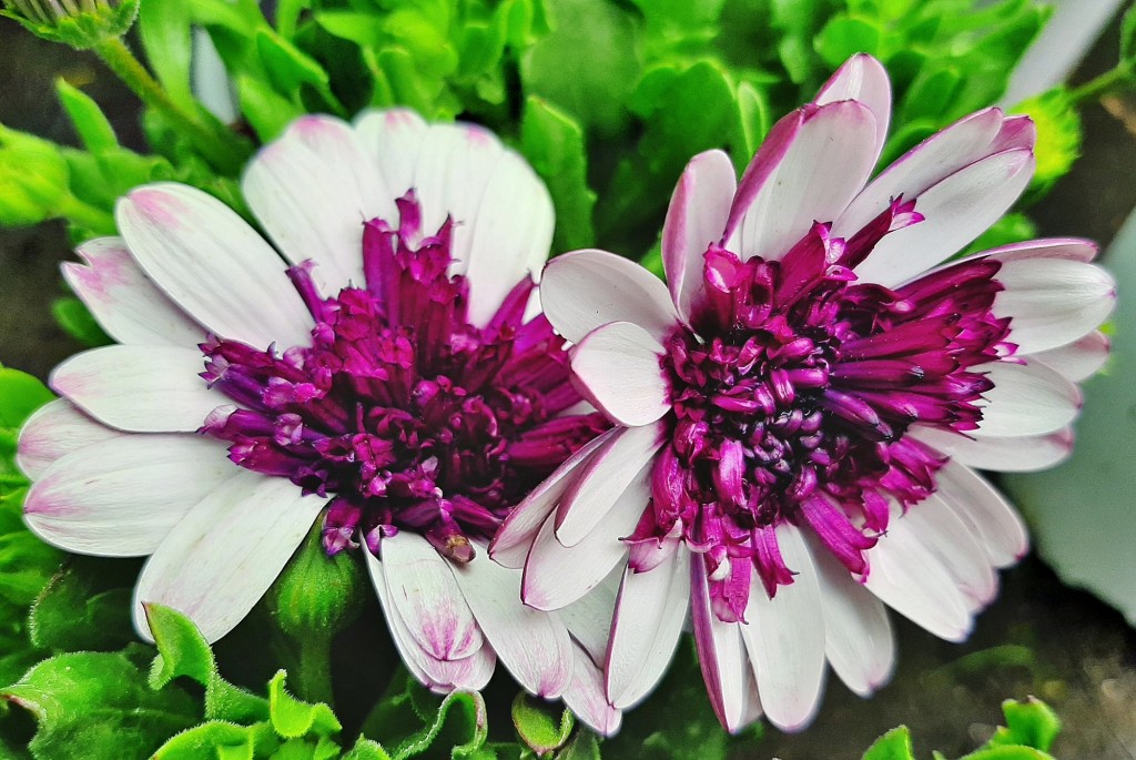Foto: Flores en la ciudad - Barcelona (Cataluña), España