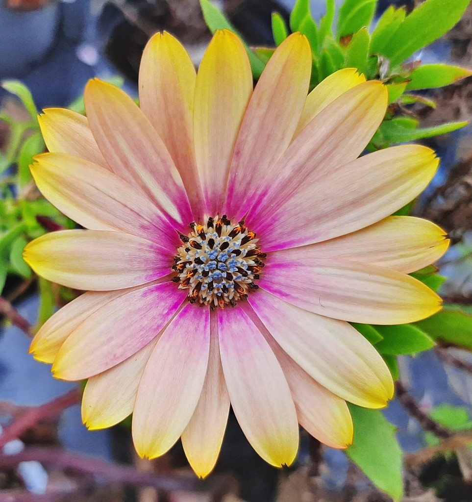 Foto: Flores en la ciudad - Barcelona (Cataluña), España
