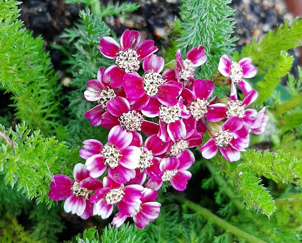 Foto: Flores en la ciudad - Barcelona (Cataluña), España