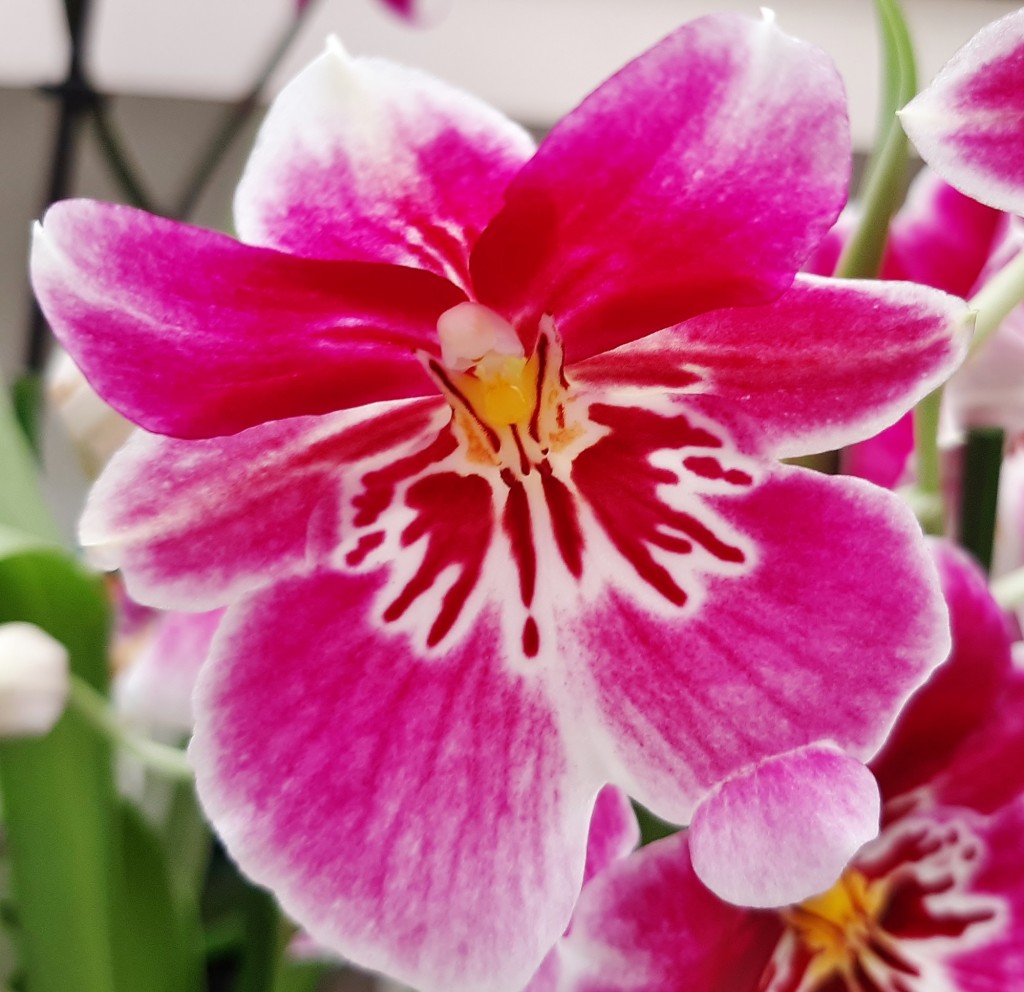 Foto: Flores en la ciudad - Barcelona (Cataluña), España