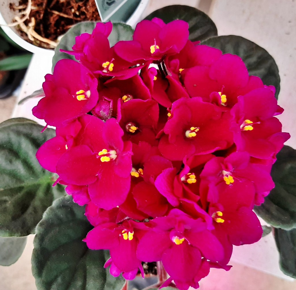 Foto: Flores en la ciudad - Barcelona (Cataluña), España
