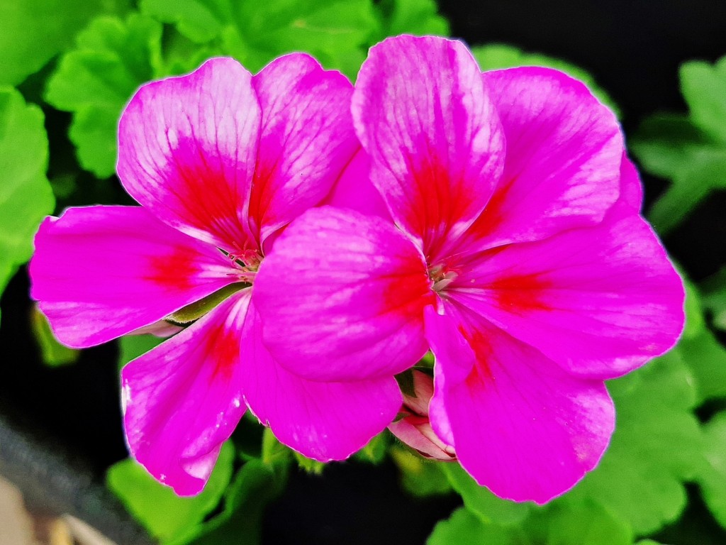 Foto: Flores en la ciudad - Barcelona (Cataluña), España