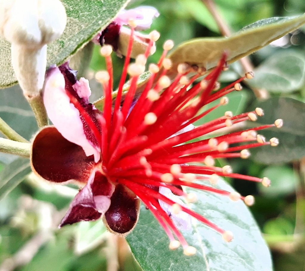 Foto: Flores en la ciudad - Barcelona (Cataluña), España