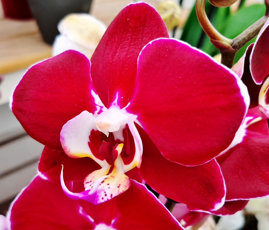 Foto: Flores en la ciudad - Barcelona (Cataluña), España