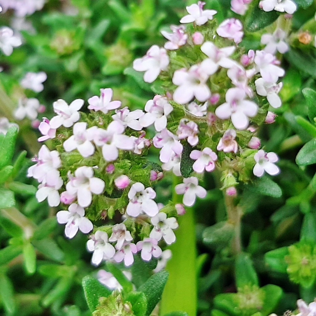 Foto: Flores en la ciudad - Barcelona (Cataluña), España