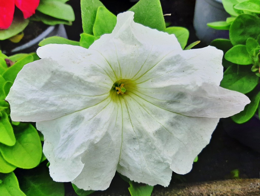 Foto: Flores en la ciudad - Barcelona (Cataluña), España