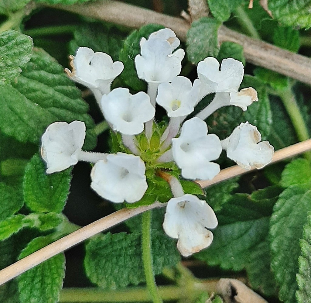 Foto: Flores en la ciudad - Barcelona (Cataluña), España