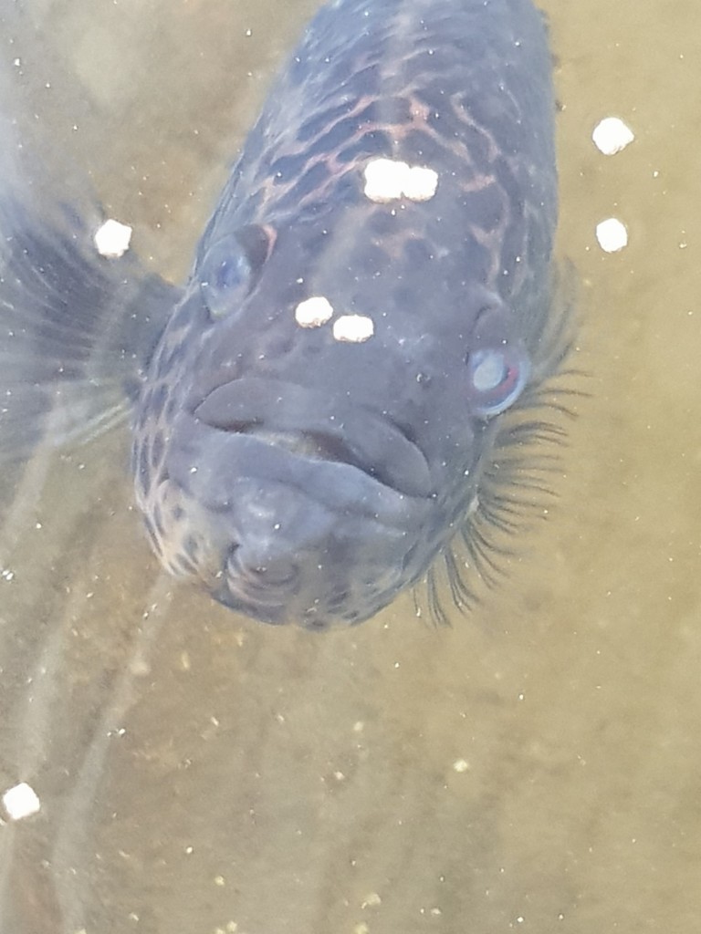 Foto: Guapiles - Pococi (Limón), Costa Rica