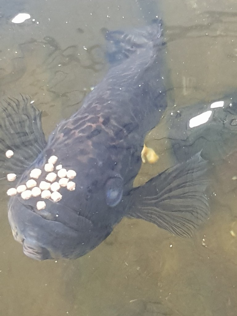 Foto: Pez Guapote - Pococi (Limón), Costa Rica