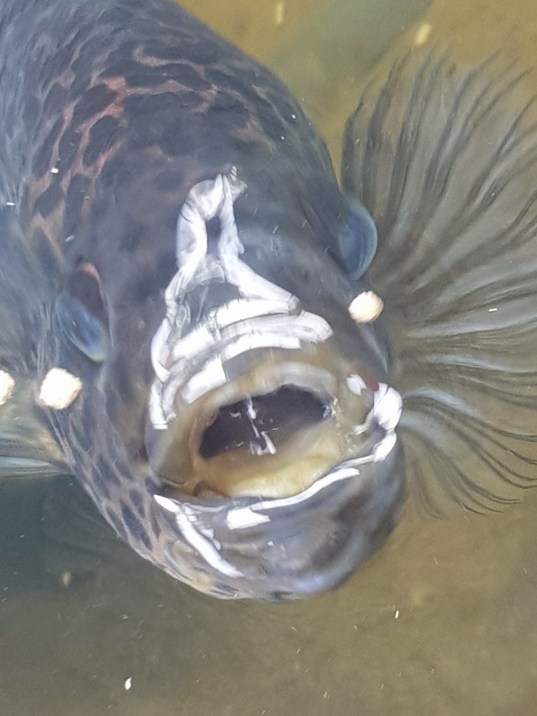 Foto: Pez Guapote - Pococi (Limón), Costa Rica