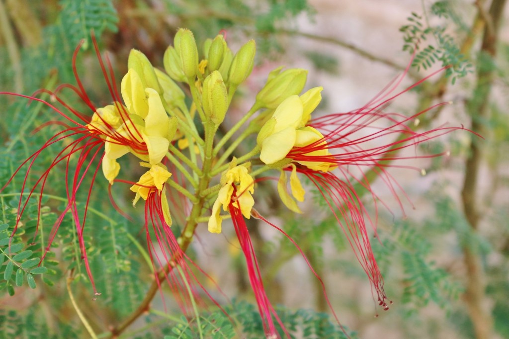 Foto: Un poco de color - Mura (Barcelona), España