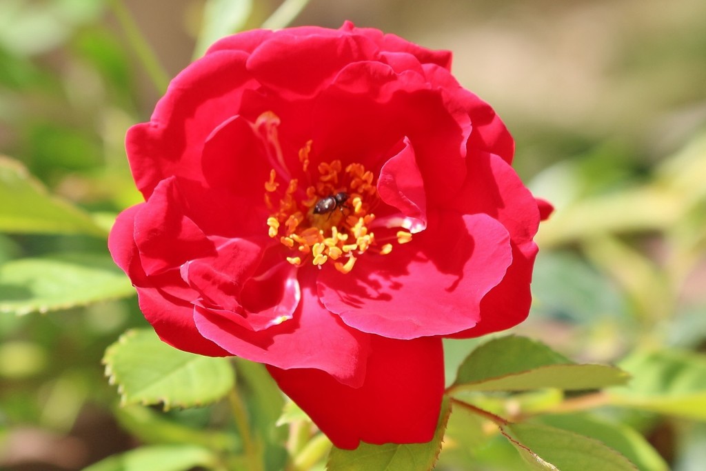 Foto: Un poco de color - Mura (Barcelona), España