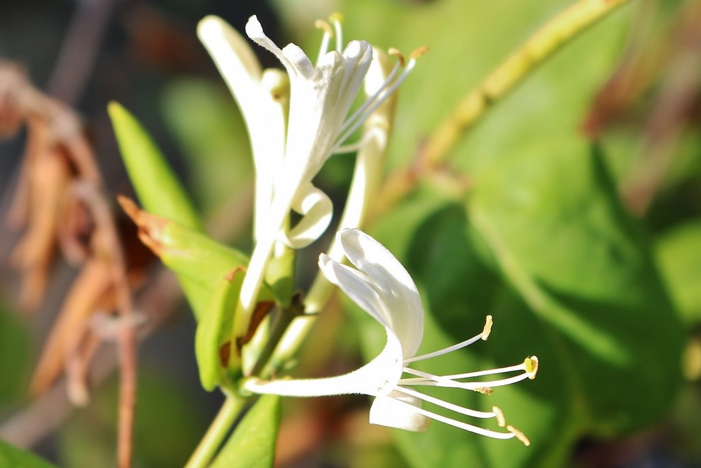 Foto: Un poco de color - Talamanca (Barcelona), España