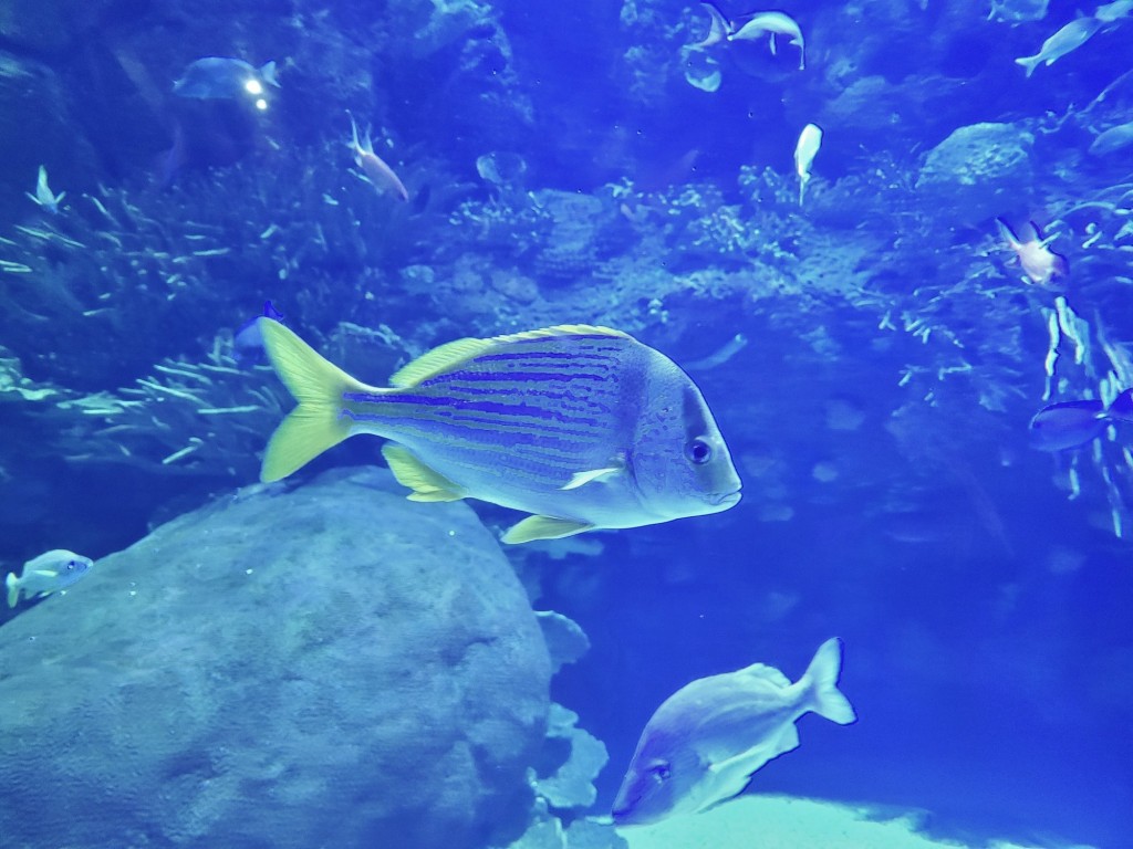 Foto: Oceanográfico - Valencia (València), España