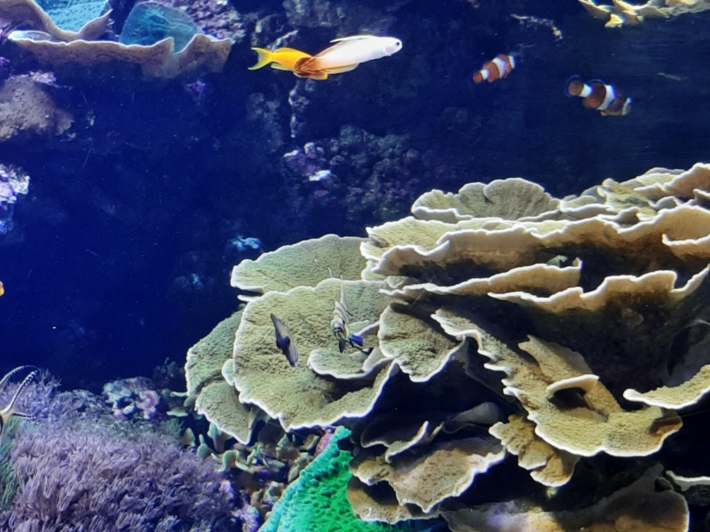 Foto: Oceanográfico - Valencia (València), España