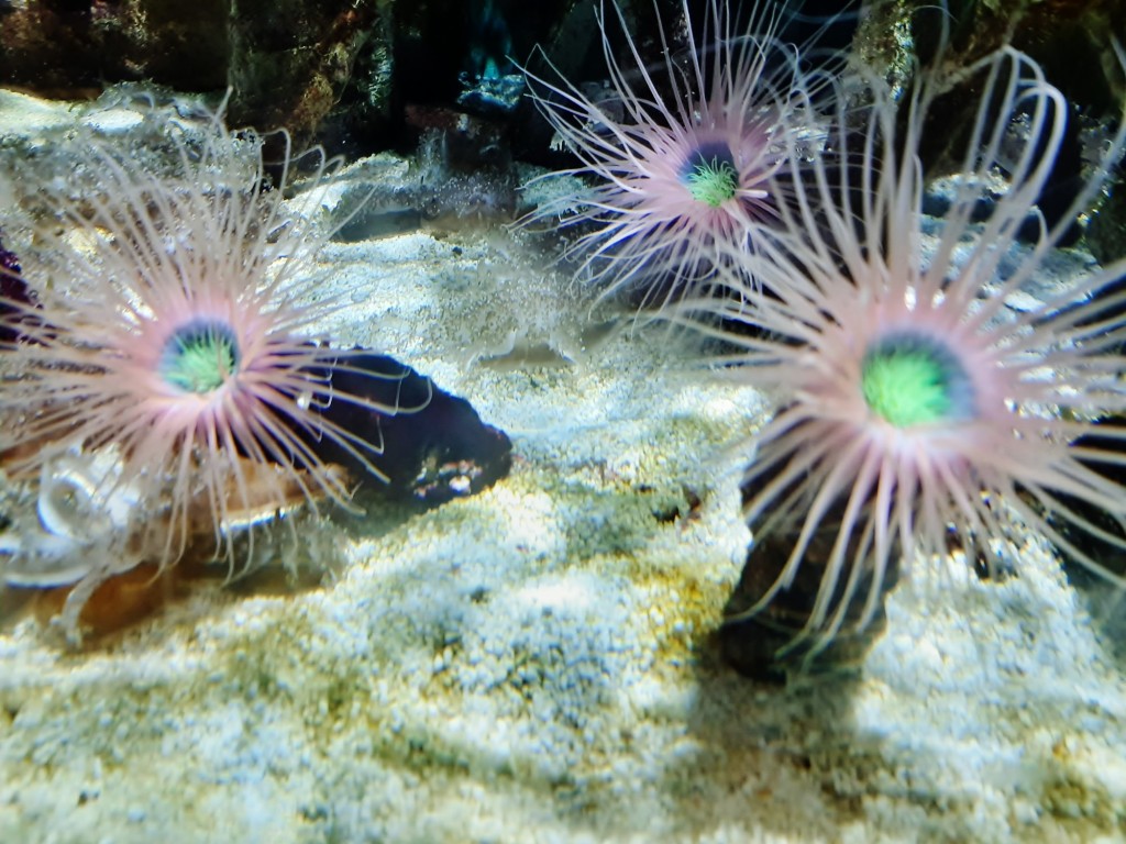 Foto: Oceanográfico - Valencia (València), España