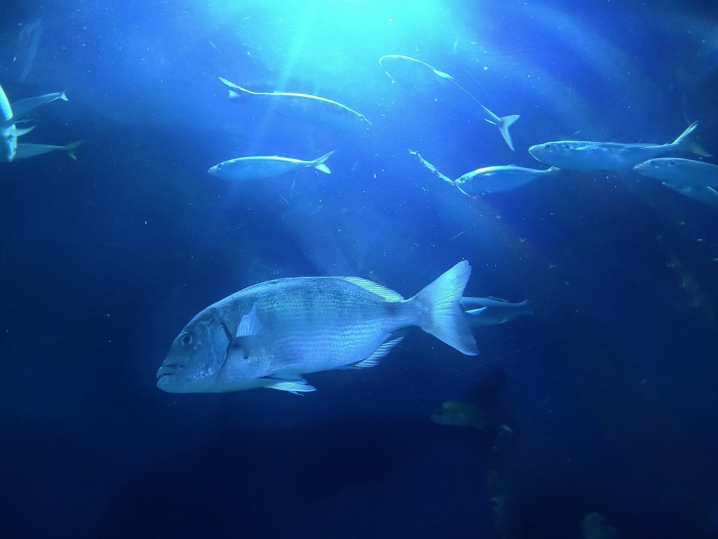 Foto: Oceanográfico - Valencia (València), España