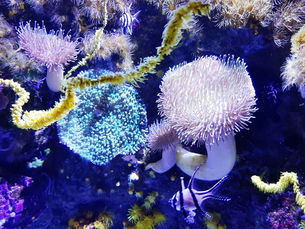 Foto: Oceanográfico - Valencia (València), España