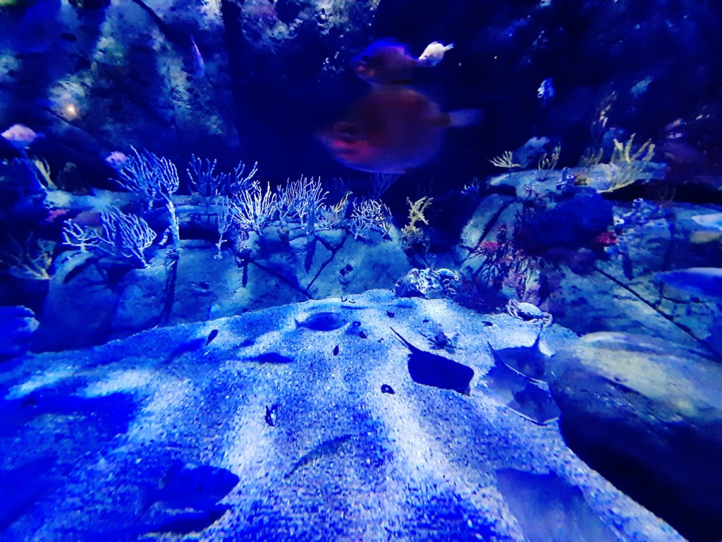 Foto: Oceanográfico - Valencia (València), España