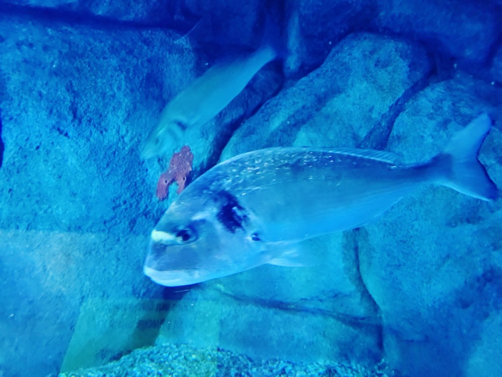 Foto: Oceanográfico - Valencia (València), España