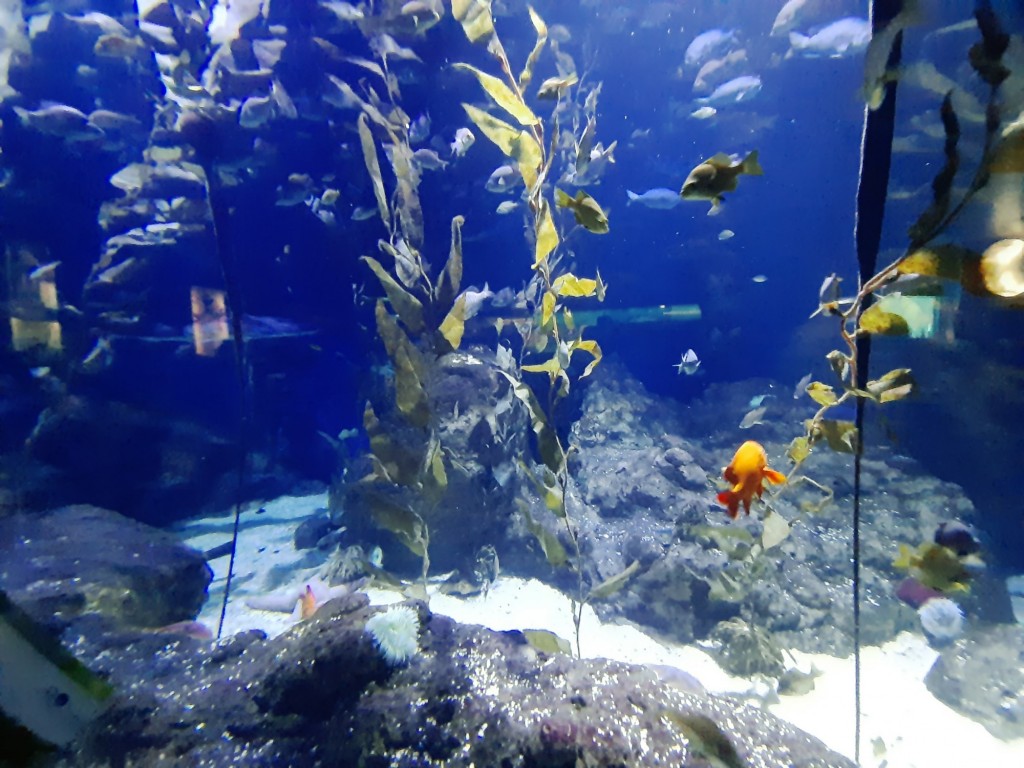 Foto: Oceanográfico - Valencia (València), España