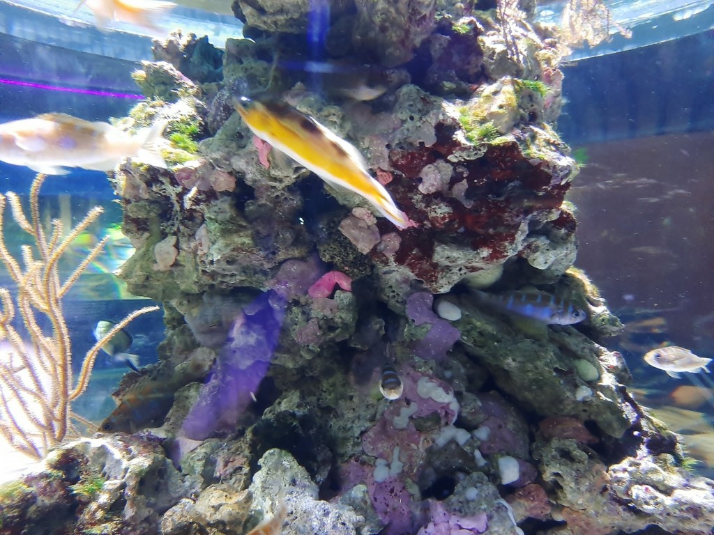 Foto: Oceanográfico - Valencia (València), España