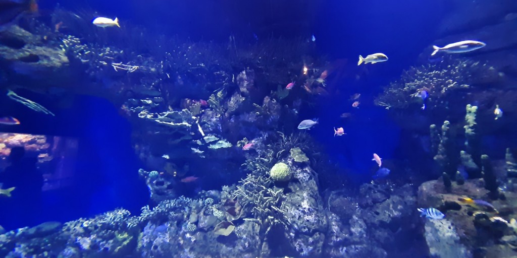 Foto: Oceanográfico - Valencia (València), España