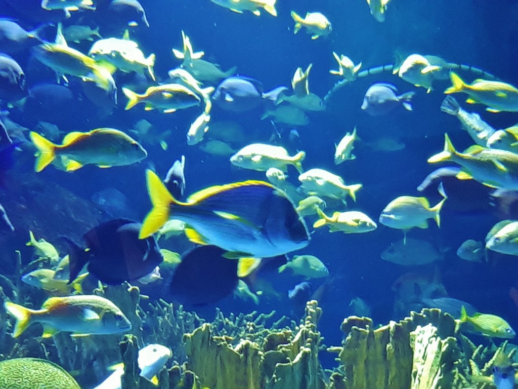 Foto: Oceanográfico - Valencia (València), España