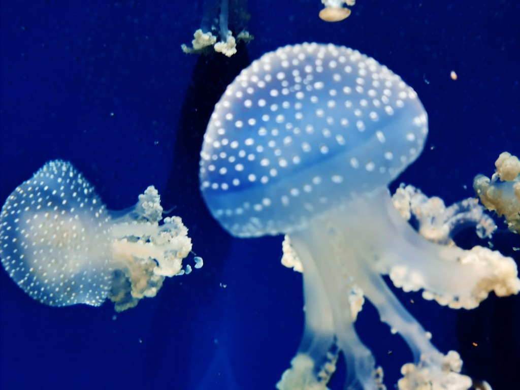 Foto: Oceanográfico - Valencia (València), España