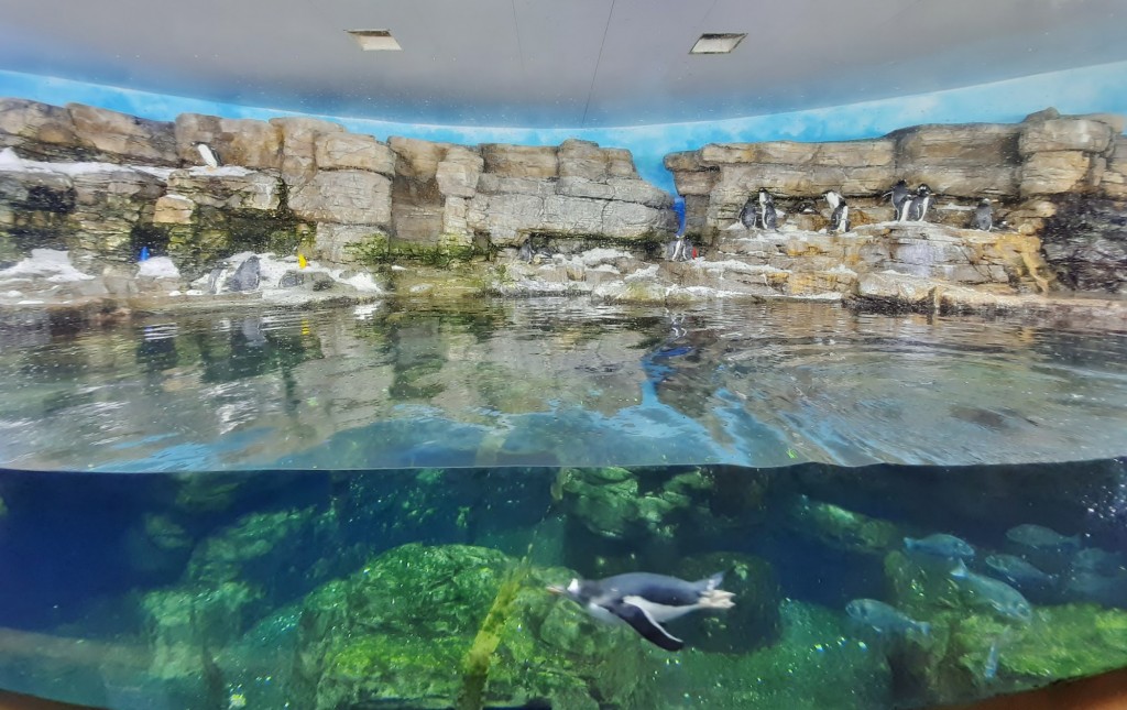 Foto: Oceanográfico - Valencia (València), España