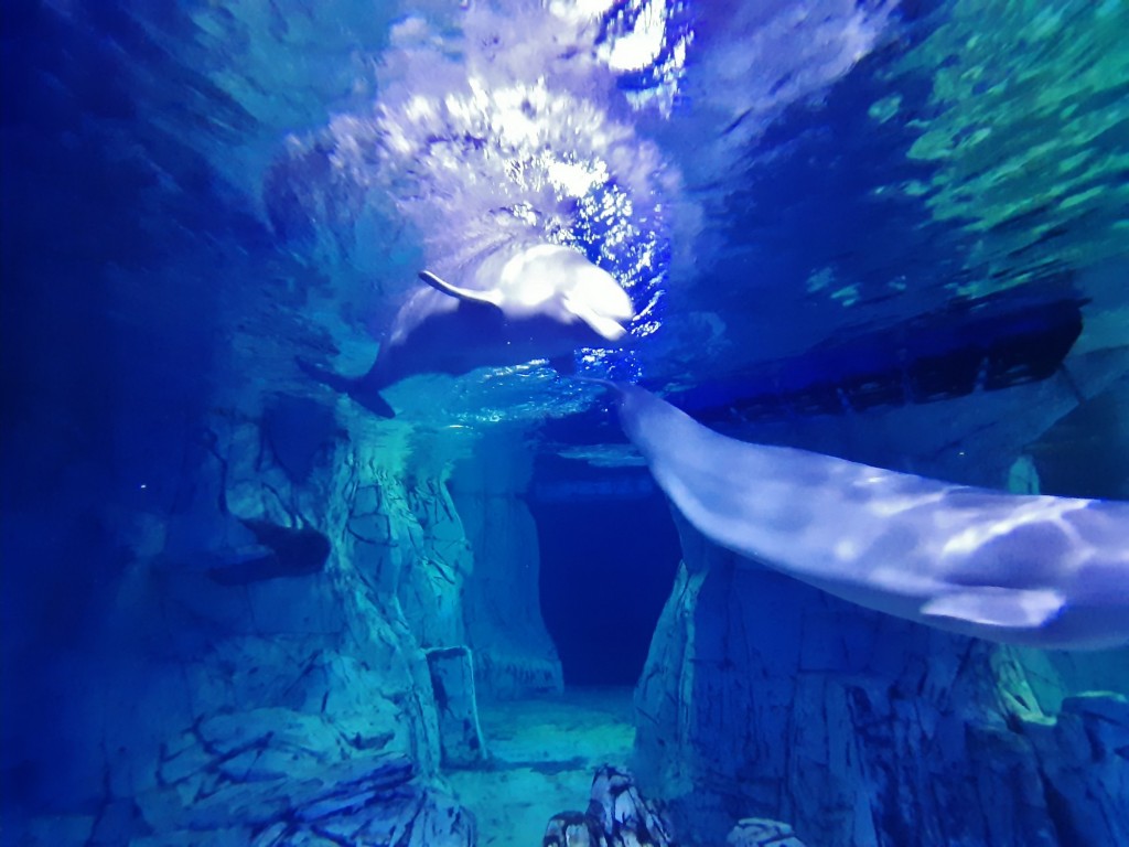 Foto: Oceanográfico - Valencia (València), España