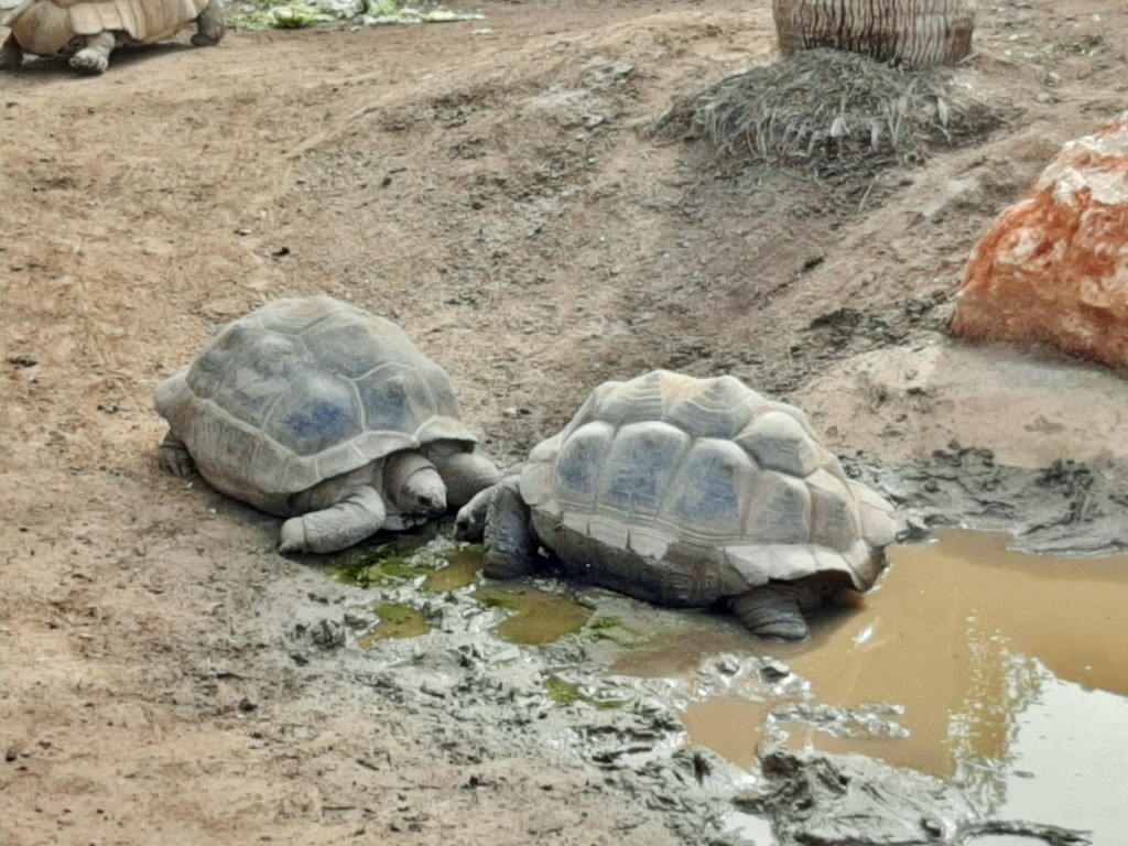 Foto: Oceanográfico - Valencia (València), España
